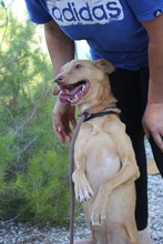 SANTI, Hund, Podenco in Spanien - Bild 14