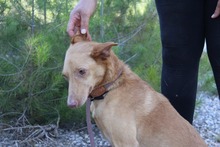 SANTI, Hund, Podenco in Spanien - Bild 16
