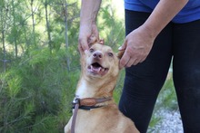 SANTI, Hund, Podenco in Spanien - Bild 20