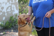 SANTI, Hund, Podenco in Spanien - Bild 23