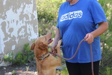 SANTI, Hund, Podenco in Spanien - Bild 24
