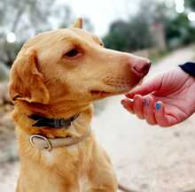 SANTI, Hund, Podenco in Spanien - Bild 25