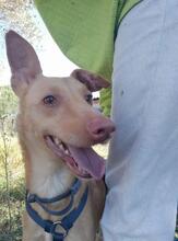 SANTI, Hund, Podenco in Spanien - Bild 26