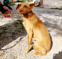 SANTI, Hund, Podenco in Spanien - Bild 29