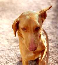SANTI, Hund, Podenco in Spanien - Bild 30