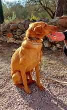 SANTI, Hund, Podenco in Spanien - Bild 31