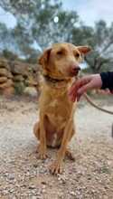 SANTI, Hund, Podenco in Spanien - Bild 34