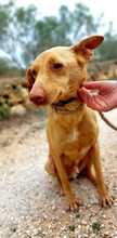 SANTI, Hund, Podenco in Spanien - Bild 35