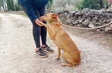 SANTI, Hund, Podenco in Spanien - Bild 36