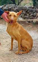 SANTI, Hund, Podenco in Spanien - Bild 37