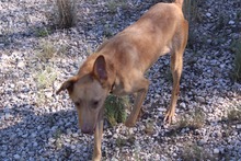 SANTI, Hund, Podenco in Spanien - Bild 4