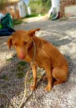 SANTI, Hund, Podenco in Spanien - Bild 40