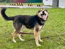 APRIL, Hund, Mischlingshund in Russische Föderation - Bild 8