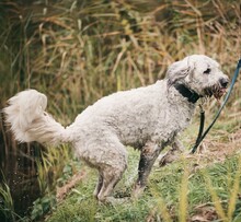 OLA, Hund, Mischlingshund in Wandlitz - Bild 3
