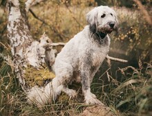 OLA, Hund, Mischlingshund in Wandlitz - Bild 4