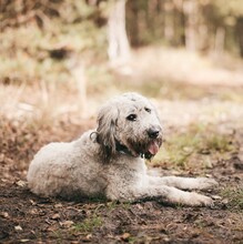 OLA, Hund, Mischlingshund in Wandlitz - Bild 5