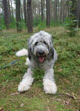 OLA, Hund, Mischlingshund in Wandlitz - Bild 8