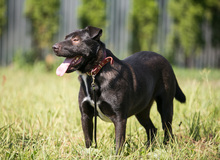 LUNA, Hund, Mischlingshund in Russische Föderation - Bild 1