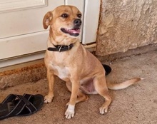 TAMMI, Hund, Mischlingshund in Kroatien - Bild 16