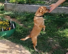 TAMMI, Hund, Mischlingshund in Kroatien - Bild 18