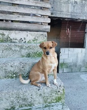 TAMMI, Hund, Mischlingshund in Kroatien - Bild 20