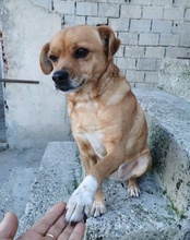 TAMMI, Hund, Mischlingshund in Kroatien - Bild 21
