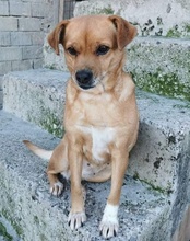 TAMMI, Hund, Mischlingshund in Kroatien - Bild 22