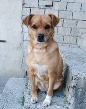 TAMMI, Hund, Mischlingshund in Kroatien - Bild 24