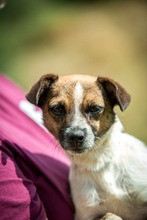 CHAMI, Hund, Mischlingshund in Ungarn - Bild 3