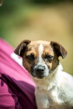 CHAMI, Hund, Mischlingshund in Ungarn - Bild 4
