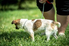 CHAMI, Hund, Mischlingshund in Ungarn - Bild 5