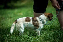 CHAMI, Hund, Mischlingshund in Ungarn - Bild 6