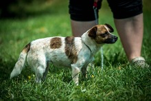 CHAMI, Hund, Mischlingshund in Ungarn - Bild 7