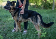 INSPECTORCLOUSEAU, Hund, Deutscher Schäferhund-Mix in Kroatien - Bild 1