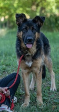 INSPECTORCLOUSEAU, Hund, Mischlingshund in Kroatien - Bild 2