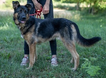 INSPECTORCLOUSEAU, Hund, Mischlingshund in Kroatien - Bild 3