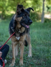 INSPECTORCLOUSEAU, Hund, Mischlingshund in Kroatien - Bild 5