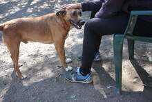 ROBIKA, Hund, Mischlingshund in Ungarn - Bild 1