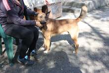 ROBIKA, Hund, Mischlingshund in Ungarn - Bild 2