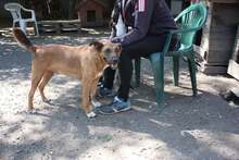 ROBIKA, Hund, Mischlingshund in Ungarn - Bild 4