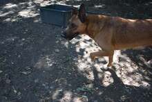 ROBIKA, Hund, Mischlingshund in Ungarn - Bild 8