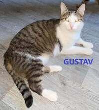 GUSTAV, Katze, Europäisch Kurzhaar in Bosnien und Herzegowina - Bild 1