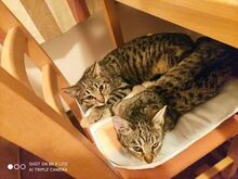 MOLLY, Katze, Europäisch Kurzhaar in Bosnien und Herzegowina - Bild 4