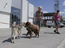 NILAY, Hund, Mischlingshund in Bulgarien - Bild 10