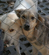 NILAY, Hund, Mischlingshund in Bulgarien - Bild 11
