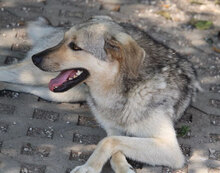 NILAY, Hund, Mischlingshund in Bulgarien - Bild 2