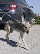 NILAY, Hund, Mischlingshund in Bulgarien - Bild 3