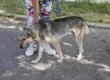 NILAY, Hund, Mischlingshund in Bulgarien - Bild 4
