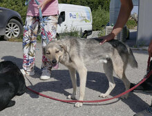 NILAY, Hund, Mischlingshund in Bulgarien - Bild 5