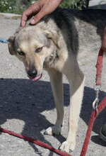 NILAY, Hund, Mischlingshund in Bulgarien - Bild 6